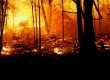 Are Bush Fire Donations Tax Deductible